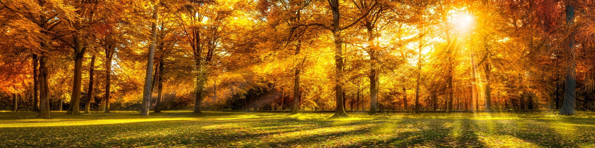 Herbstwald im Sonnenlicht – Kosmetikstudio Fährmann Schkeuditz
